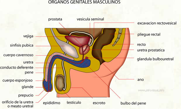 Organos genitales masculinos